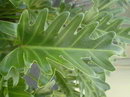 Philodendron Xanadu